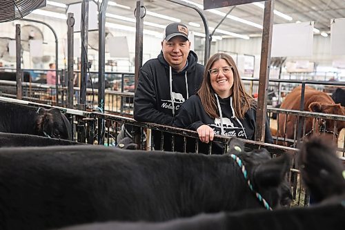 Cody and Kendra Nolan with Nolan Cattle Co. of Cypress River with some of their black angus cattle during day one of Manitoba Ag Ex, the all-breed cattle show that runs until Saturday. (Tim Smith/The Brandon Sun)