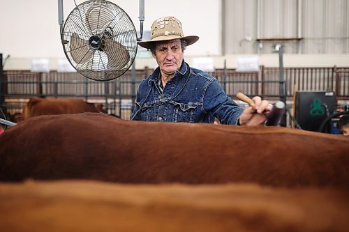 Gordon Delichte with Delight Simmentals of Saint Alphonse grooms a bull that he’ll be showing Friday at Manitoba Ag Ex in the Keystone Centre. (Tim Smith/The Brandon Sun)