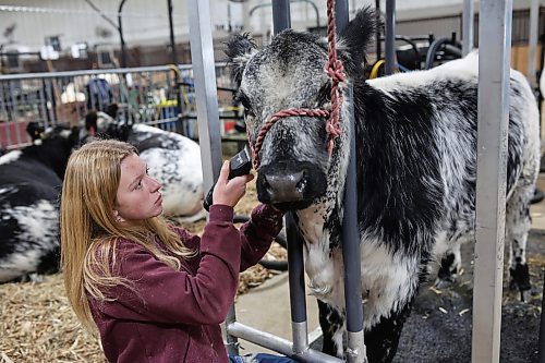 29102025
Avery Perkess with PJS Speckle Park of Prince Albert, Saskatchewan trims Nina, a speckle park heifer at the first day of Manitoba AG EX at the Keystone Centre. PJ and Susan Ruszkowski of PJS Speckle Park have donated Nina to be auctioned off at the Canadian Western Agribition in Regina next month with the proceeds going to support the Speckle Park Youth Association. 
(Tim Smith/The Brandon Sun)