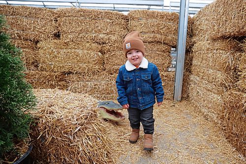 Colter English, almost two, explores the straw-bale maze at The Green Spot Home & Garden along with family on Thursday morning. (Tim Smith/The Brandon Sun)