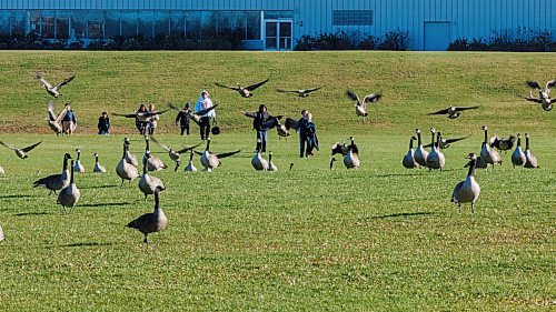 MIKE DEAL / FREE PRESS
Students from École Stanley Knowles School walk across the field at Assiniboine Park outside of The Leaf Wednesday afternoon as a flock of geese takeoff.
Standup
251105 - Wednesday, November 05, 2025.