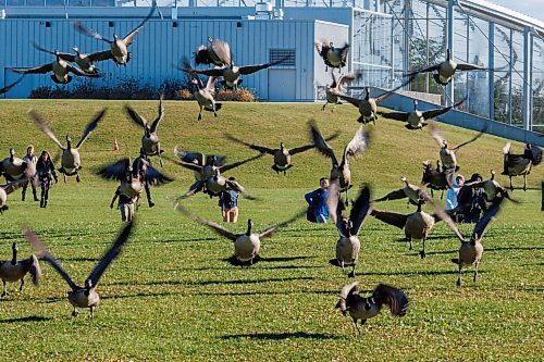 MIKE DEAL / FREE PRESS
Students from École Stanley Knowles School walk across the field at Assiniboine Park outside of The Leaf Wednesday afternoon as a flock of geese takeoff.
Standup
251105 - Wednesday, November 05, 2025.