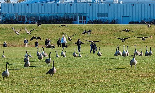 MIKE DEAL / FREE PRESS
Students from École Stanley Knowles School walk across the field at Assiniboine Park outside of The Leaf Wednesday afternoon as a flock of geese takeoff.
Standup
251105 - Wednesday, November 05, 2025.