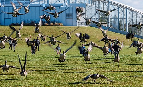 MIKE DEAL / FREE PRESS
Students from École Stanley Knowles School walk across the field at Assiniboine Park outside of The Leaf Wednesday afternoon as a flock of geese takeoff.
Standup
251105 - Wednesday, November 05, 2025.