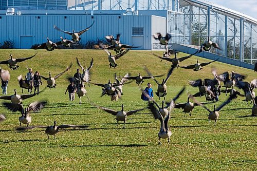 MIKE DEAL / FREE PRESS
Students from École Stanley Knowles School walk across the field at Assiniboine Park outside of The Leaf Wednesday afternoon as a flock of geese takeoff.
Standup
251105 - Wednesday, November 05, 2025.