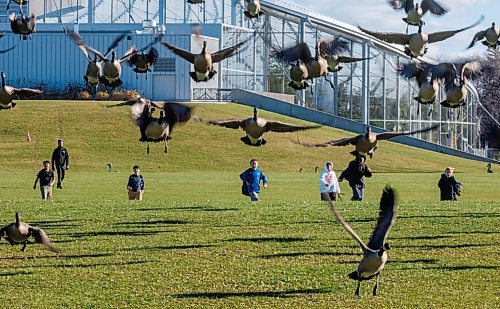 MIKE DEAL / FREE PRESS
Students from École Stanley Knowles School walk across the field at Assiniboine Park outside of The Leaf Wednesday afternoon as a flock of geese takeoff.
Standup
251105 - Wednesday, November 05, 2025.