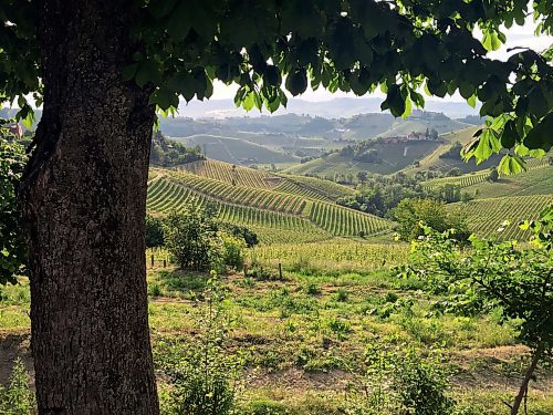 JASON HALSTEAD / FREE PRESS
Vineyards producing Nebbiolo grapes line the hilly terrain around Serralunga d’Alba in the Piedmont region of northwest Italy.