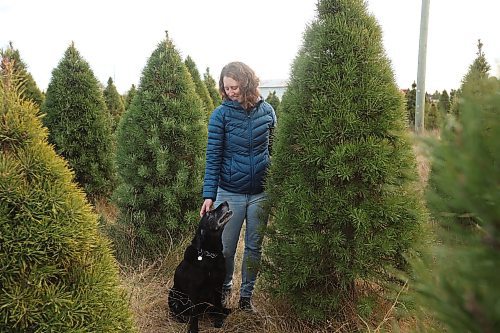 20112025
Sandra Smith with Brandon Hills U-Cut Christmas Trees south of Brandon, walks through some of their Christmas Trees for sale with her dog Maple.
(Tim Smith/The Brandon Sun)