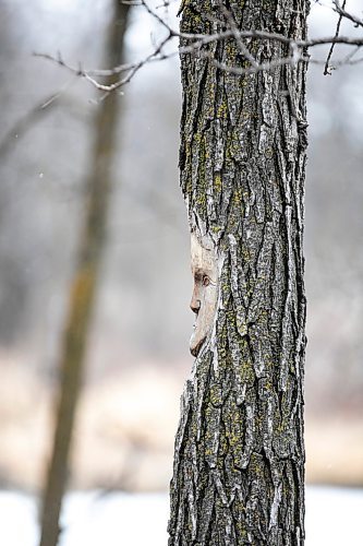 MIKAELA MACKENZIE / FREE PRESS

Carvings in the trees along the Bois des Esprits trail on Friday, Nov. 28, 2025.

For photo page.
Free Press 2025