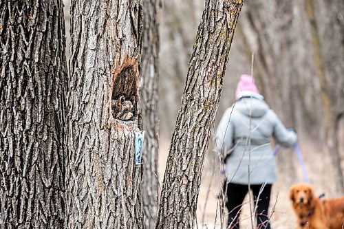 MIKAELA MACKENZIE / FREE PRESS

Carvings in the trees along the Bois des Esprits trail on Friday, Nov. 28, 2025.

For photo page.
Free Press 2025