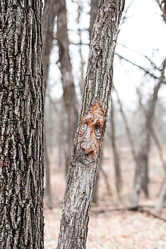 MIKAELA MACKENZIE / FREE PRESS

Carvings in the trees along the Bois des Esprits trail on Friday, Nov. 28, 2025.

For photo page.
Free Press 2025