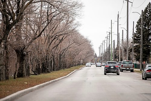 MIKAELA MACKENZIE / FREE PRESS

Siberian elms along&#x293;elkirk Avenue between Keewatin and Railway streets, which Manitoba Hydro plans to cut down because of their proximity to the power lines, on Friday, Nov. 28, 2025. 

For Josh story.
Free Press 2025