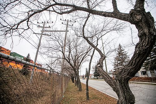 MIKAELA MACKENZIE / FREE PRESS

Siberian elms along&#x293;elkirk Avenue between Keewatin and Railway streets, which Manitoba Hydro plans to cut down because of their proximity to the power lines, on Friday, Nov. 28, 2025. 

For Josh story.
Free Press 2025