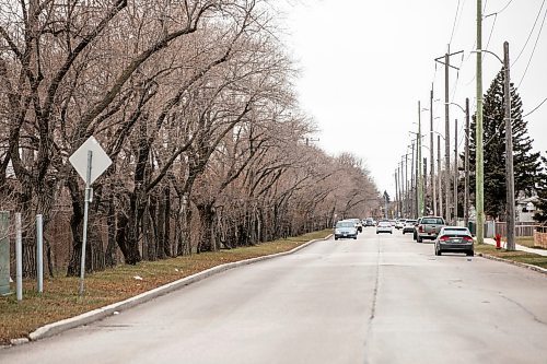 MIKAELA MACKENZIE / FREE PRESS

Siberian elms along&#x293;elkirk Avenue between Keewatin and Railway streets, which Manitoba Hydro plans to cut down because of their proximity to the power lines, on Friday, Nov. 28, 2025. 

For Josh story.
Free Press 2025