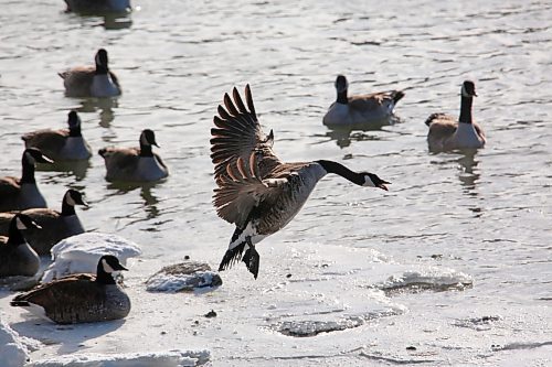 A Canada goose prepares to land in the frigid waters of the Assiniboine River after being startled from its perch along the banks on Monday morning. The goose was one of several dozen that had taken a break from their journey south for a swim in the still-open water at Dinsdale Park. (Matt Goerzen/The Brandon Sun)