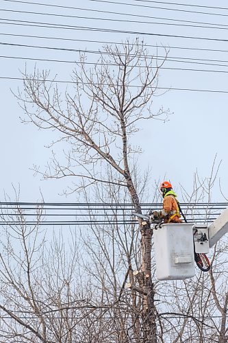MIKE DEAL / FREE PRESS
Crews have started cutting down trees interfering with hydro lines just north of the CP Weston Shops railway lines along a green space between Shaughnessy Street and McNichol Street, south of Selkirk Avenue.
251204 - Thursday, December 04, 2025.