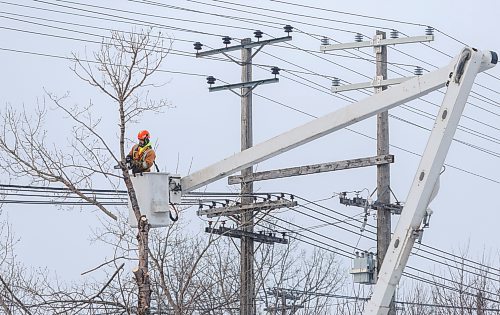 MIKE DEAL / FREE PRESS
Crews have started cutting down trees interfering with hydro lines just north of the CP Weston Shops railway lines along a green space between Shaughnessy Street and McNichol Street, south of Selkirk Avenue.

251204 - Thursday, December 04, 2025.