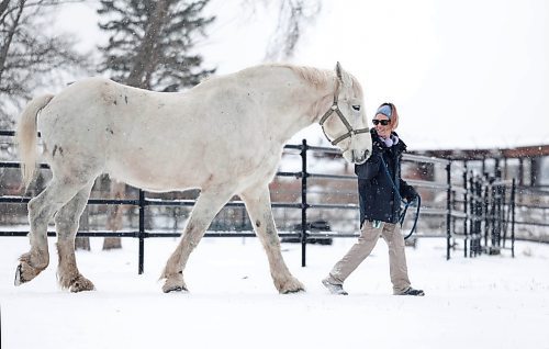 Ruth Bonneville / Free Press 

Local Standup  - Horse walk 

Rival a 17year-old Percheron known for his gentle nature and participation in zoo activities,  takes a snowy walk around the yard at the Assiniboine Park Zoo&#039;s McFeetors Heavy Horse Centre with animal caregiver, Brianne Fast in the late morning Friday.  

Dec 5th,  2025
