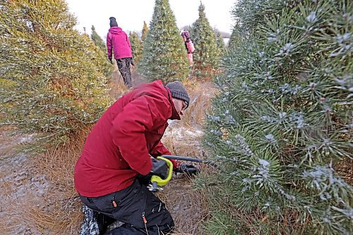 Andrew Smart takes a handsaw to the base of his family's to-be Christmas Tree. (Connor McDowell/The Brandon Sun)