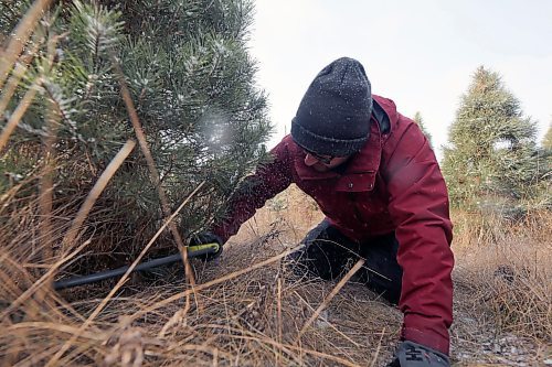 Andrew Smart takes a handsaw to the base of his family's to-be Christmas Tree. (Connor McDowell/The Brandon Sun)
