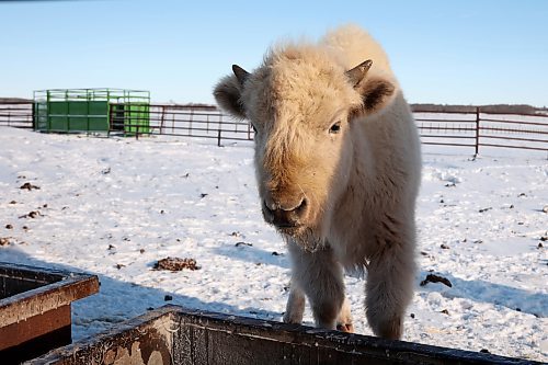 31122025
One of Sioux Valley Dakota Nation’s white bison visits one of the herd’s water trough’s on a cold Wednesday. (Tim Smith/The Brandon Sun)