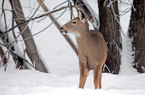 05012025
A white-tailed deer forages for food along 34th Street in Brandon on Monday. 
(Tim Smith/The Brandon Sun)