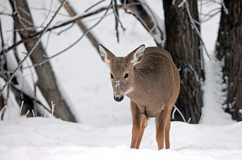 05012025
A white-tailed deer forages for food along 34th Street in Brandon on Monday. 
(Tim Smith/The Brandon Sun)