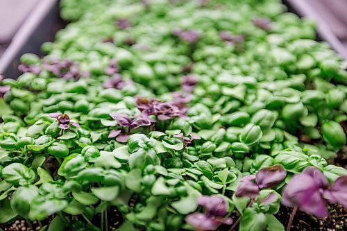 MIKE DEAL / FREE PRESS
A tray of micro-basil.
Joel Weber, owner of Fresh Forage, Manitoba's largest market supplier of microgreens, is closing Jan. 30. The owner is instead focusing on marketing tech for filtering phosphorus out of water.
Reporter: Malak Abas
260120 - Tuesday, January 20, 2026.