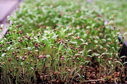 MIKE DEAL / FREE PRESS
A tray of micro-cilantro.
Joel Weber, owner of Fresh Forage, Manitoba's largest market supplier of microgreens, is closing Jan. 30. The owner is instead focusing on marketing tech for filtering phosphorus out of water.
Reporter: Malak Abas
260120 - Tuesday, January 20, 2026.