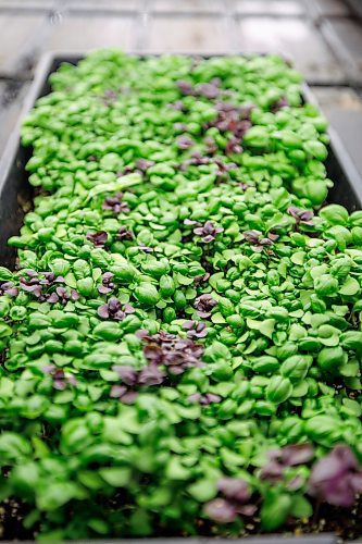 MIKE DEAL / FREE PRESS
A tray of micro-basil.
Joel Weber, owner of Fresh Forage, Manitoba's largest market supplier of microgreens, is closing Jan. 30. The owner is instead focusing on marketing tech for filtering phosphorus out of water.
Reporter: Malak Abas
260120 - Tuesday, January 20, 2026.