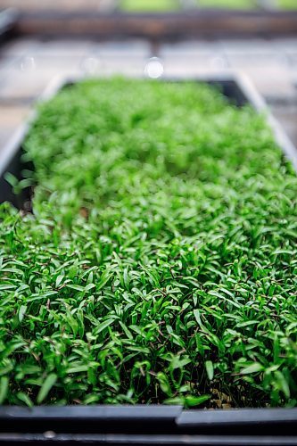 MIKE DEAL / FREE PRESS
A tray of micro-chervil.
Joel Weber, owner of Fresh Forage, Manitoba's largest market supplier of microgreens, is closing Jan. 30. The owner is instead focusing on marketing tech for filtering phosphorus out of water.
Reporter: Malak Abas
260120 - Tuesday, January 20, 2026.