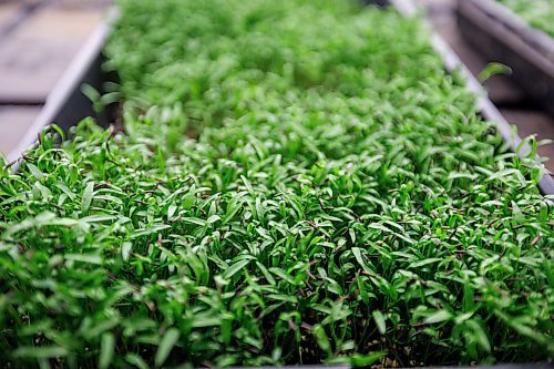 MIKE DEAL / FREE PRESS
A tray of micro-chervil.
Joel Weber, owner of Fresh Forage, Manitoba's largest market supplier of microgreens, is closing Jan. 30. The owner is instead focusing on marketing tech for filtering phosphorus out of water.
Reporter: Malak Abas
260120 - Tuesday, January 20, 2026.