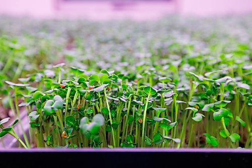 MIKE DEAL / FREE PRESS
A tray of micro-radish.
Joel Weber, owner of Fresh Forage, Manitoba's largest market supplier of microgreens, is closing Jan. 30. The owner is instead focusing on marketing tech for filtering phosphorus out of water.
Reporter: Malak Abas
260120 - Tuesday, January 20, 2026.