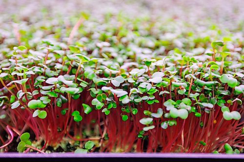 MIKE DEAL / FREE PRESS
A tray of micro-radish.
Joel Weber, owner of Fresh Forage, Manitoba's largest market supplier of microgreens, is closing Jan. 30. The owner is instead focusing on marketing tech for filtering phosphorus out of water.
Reporter: Malak Abas
260120 - Tuesday, January 20, 2026.