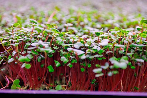 MIKE DEAL / FREE PRESS
A tray of micro-radish.
Joel Weber, owner of Fresh Forage, Manitoba's largest market supplier of microgreens, is closing Jan. 30. The owner is instead focusing on marketing tech for filtering phosphorus out of water.
Reporter: Malak Abas
260120 - Tuesday, January 20, 2026.