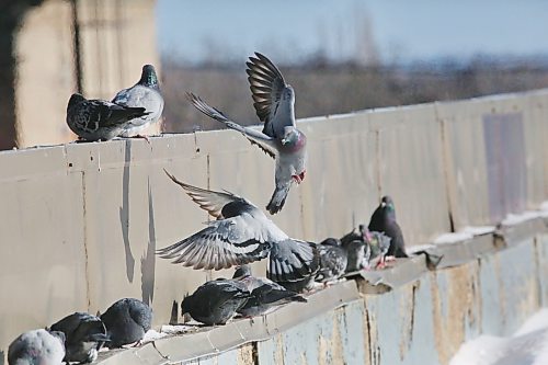 Pigeons jostle for a spot on a sunny ledge on the second floor of the Town Centre parkade on Monday morning. (Matt Goerzen/The Brandon Sun)