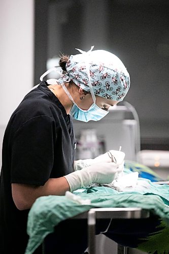 MIKAELA MACKENZIE / FREE PRESS

Josee Gregoire does surgery on a cat at the Winnipeg Humane Society on Friday, Jan. 23, 2026.

For Melissa srtory.
Free Press 2026