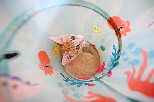 A kitten sits inside a cat tube toy on Thursday afternoon. (Matt Goerzen/The Brandon Sun)