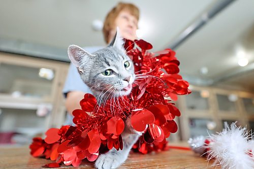Brandon Humane Society volunteer Cheryl Matewish spends some time with one of at least 10 kittens between four and eight months old that will be part of the Valentine’s Day event at Luna Muna Yoga Studio on Saturday. (Matt Goerzen/The Brandon Sun)