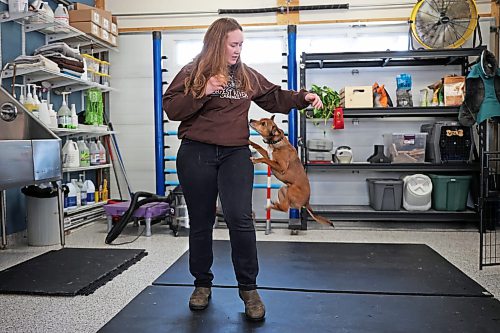 26022026
Sarah Mills, owner of Forrest River Canines, trains with her terrier mix Voltage at her boarding, grooming and training facility north of Forrest, Manitoba on Thursday morning. Mills and her dogs will be performing as part of The Canine Circus at the 2026 Royal Manitoba Winter Fair. 
(Tim Smith/The Brandon Sun)