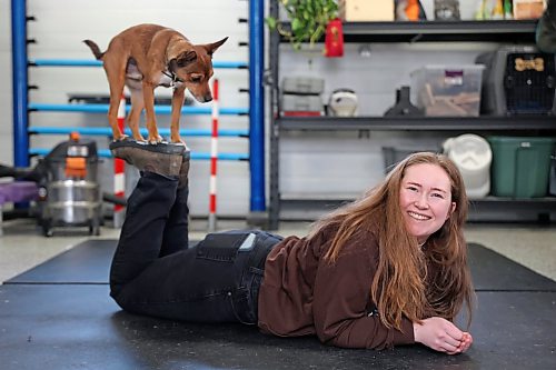 26022026
Sarah Mills, owner of Forrest River Canines, with her terrier mix Voltage at her boarding, grooming and training facility north of Forrest, Manitoba on Thursday morning. Mills and her dogs will be performing as part of The Canine Circus at the 2026 Royal Manitoba Winter Fair. 
(Tim Smith/The Brandon Sun)