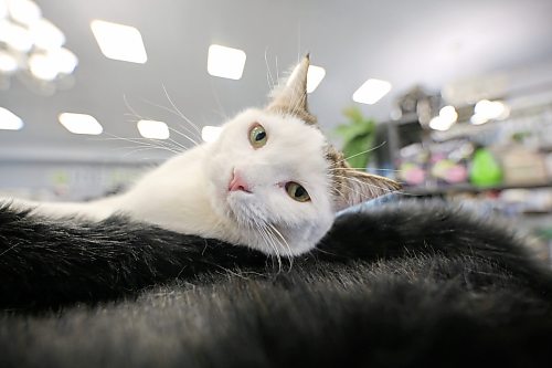 A cat lounges on a black fur bed at The Green Spot greenhouse on Tuesday afternoon. (Matt Goerzen/The Brandon Sun)