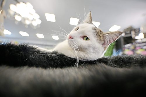 A cat lounges on a black fur bed at The Green Spot greenhouse on Tuesday afternoon. (Matt Goerzen/The Brandon Sun)