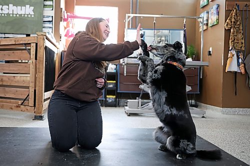 26022026
Sarah Mills, owner of Forrest River Canines, trains with her Australian shepherd and labrador mix Davidson at her boarding, grooming and training facility north of Forrest, Manitoba in February. Mills and her dogs will be performing as part of the Canine Circus at the 2026 Royal Manitoba Winter Fair. 
(Tim Smith/The Brandon Sun)