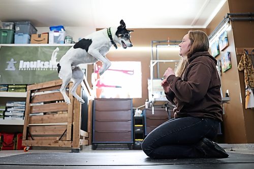 26022026
Sarah Mills, owner of Forrest River Canines, trains with her border collie and whippet mix Zero at her boarding, grooming and training facility north of Forrest, Manitoba in February. Mills and her dogs will be performing as part of the Canine Circus at the 2026 Royal Manitoba Winter Fair. 
(Tim Smith/The Brandon Sun)
