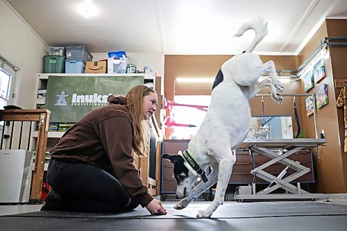 26022026
Sarah Mills, owner of Forrest River Canines, trains with her border collie and whippet mix Zero at her boarding, grooming and training facility north of Forrest, Manitoba in February. Mills and her dogs will be performing as part of the Canine Circus at the 2026 Royal Manitoba Winter Fair. 
(Tim Smith/The Brandon Sun)