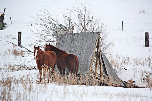 A pair of horses shield themselves from the cold wind on a blustery Wednesday afternoon in Sprucewoods. (Matt Goerzen/The Brandon Sun)