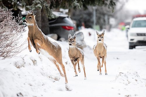 MIKAELA MACKENZIE / FREE PRESS
Frost clings to the trees and the backs of deer on Dowker Avenue on Friday, March 6, 2026.
Standup.
Free Press 2026