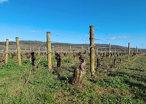 Steve MacNaull / Free Press
Most of Burgundy is a patchwork of vineyards.