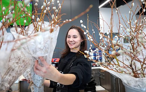 Ruth Bonneville  Free Press 

Standup Pussy Willow Season

Anna Jaworski, a cashier at De Luca’s Speciality Foods on McGillivray,  goes through a new shipment of wrapped Pussy Willows that the store received for the first time this season Wednesday.

Pussy willows are typically in season during late winter to early spring, through March or early April. They are among the first flowers to bloom, signaling the end of winter, and are often harvested just before the silver catkins fully open and turn yellow with pollen.

March 18th,, 2026
